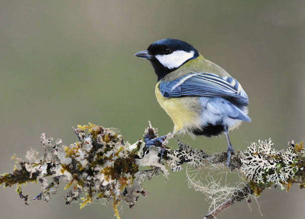 istock Great tit (Parus major) sitting on a branch in the forest. 1416455287