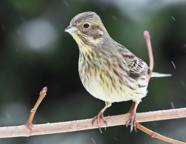 istock Yellowhammer (Emberiza citrinella) sitting on a branch in snowfall. 1416455835