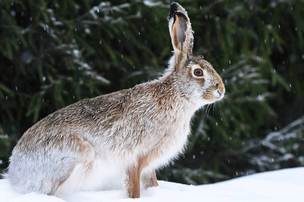 istock European hare (Lepus europaeus) sitting in snow. 1416455881