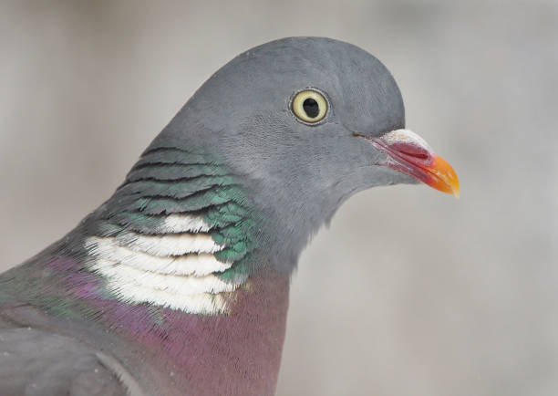 istock Common wood pigeon (Columba palumbus) close up. 1416457065