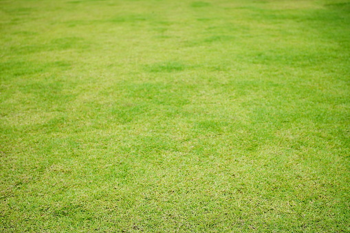 Close-up on a field of green grass on a sunny day.