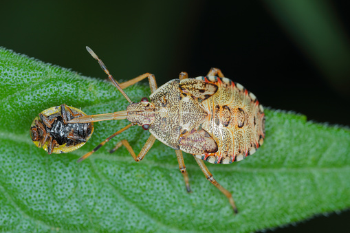 Nymph, the larva of an insect of the family Pentatomidae (shield bug) with a hunted ladybug.