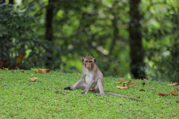 istock The baby Monkey is sitdown on grass garden in front of forest 1416464322