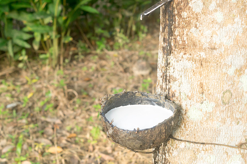 Close up photo of bowl is full of natural rubber latex tapped or extracted from rubber tree in rubber plantation in south of Thailand.