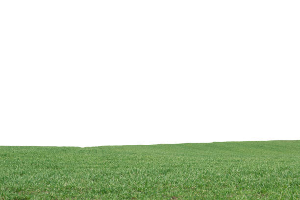 istock Green field as a background.  Green grass in spring isolated on white background. 1416468167