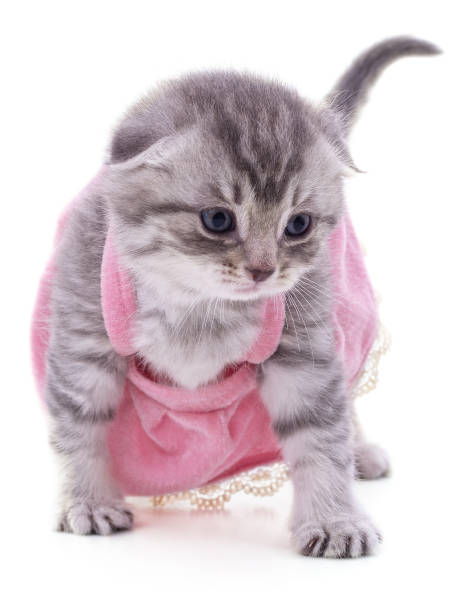 istock Kitten in a dress. 1416469091
