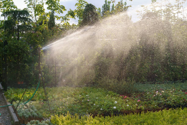 istock Automatic watering system spreads clean water on decorative potted plants at bright sunlight 1416470362