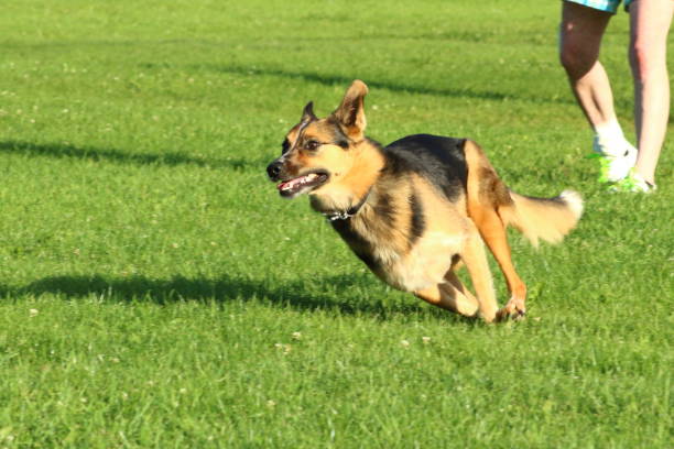 istock Border collie mix running on grass 1416471583