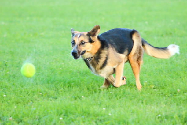 istock Border collie mix playing with a ball 1416471634