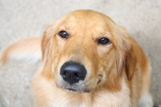 istock Golden Retriever looking at the camera 1416471679