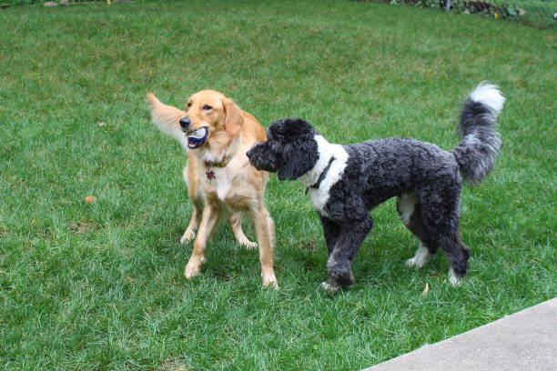 istock Golden Retriever and a Doodle playing 1416471682