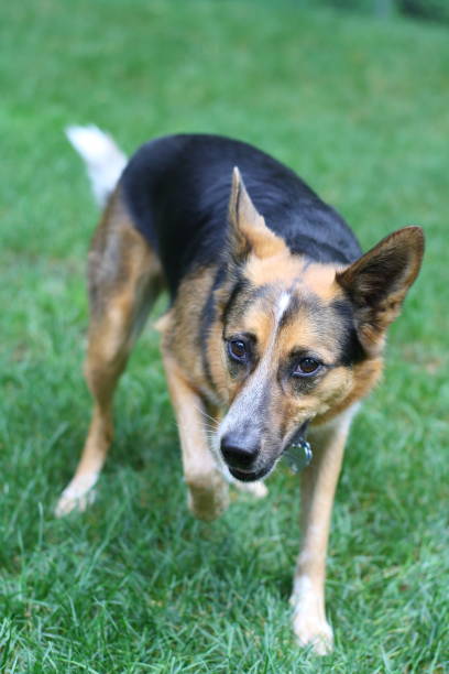 istock Border collie mix standing in grass 1416471715