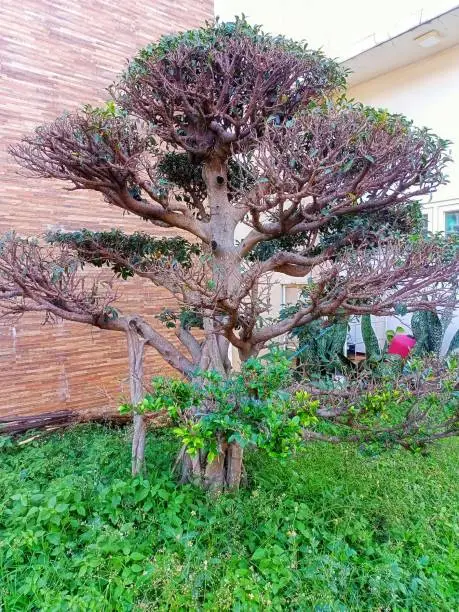 Photo of bonsai plant next to the house