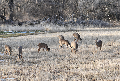 Herd of white-tailed deer in the meadow at the edge of the woods.