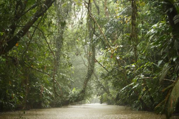 Traversing the Rainforest Rainy Vista travelling through the Tortugero National Park, Limon, Costa Rica tortuguero national park stock pictures, royalty-free photos & images