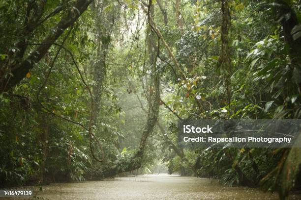 Traversing The Rainforest Stock Photo - Download Image Now - National Park, Tortuguero, Tortuguero National Park