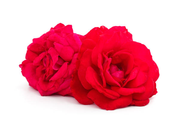 istock Beautiful red flowers. 1416480898