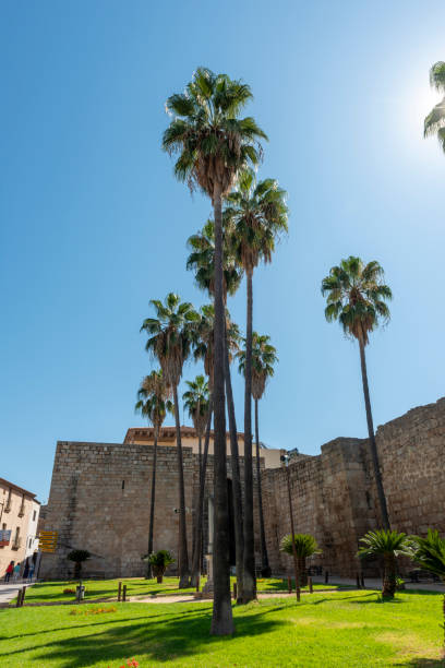 istock The palm trees beside of Alcazaba 1416481452