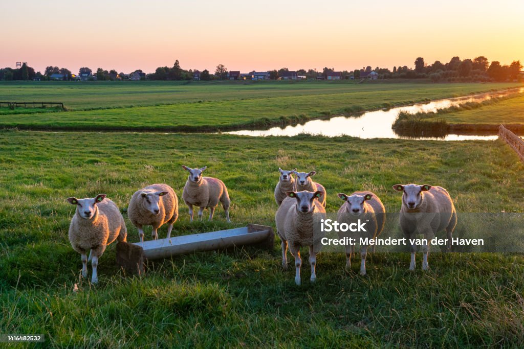 Sheep in a meadow at dusk - Royalty-free Schaap Stockfoto