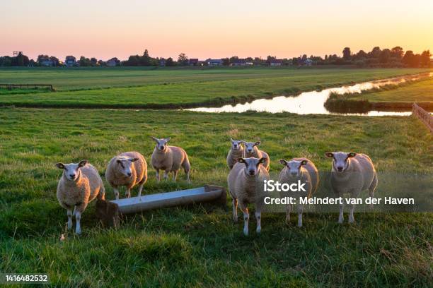 Sheep In A Meadow At Dusk Stockfoto en meer beelden van Schaap - Schaap, Avondschemering, Boerderij