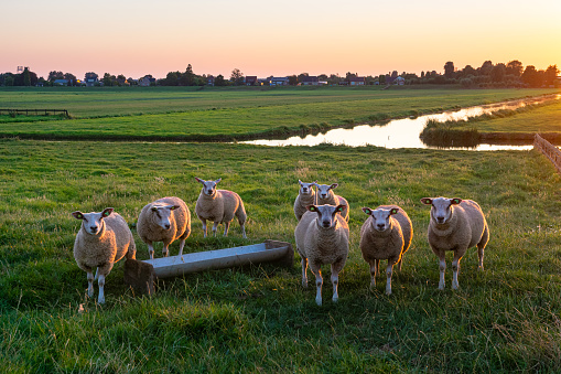 Hogeland, Groningen, Netherland - July 13, 2020: To keep the green dikes in the Dutch Wattenmeer area safe and sound, sheep are living there during the summer, eating the grass and stabilizing the dirt underground. Wind turbines in the background.