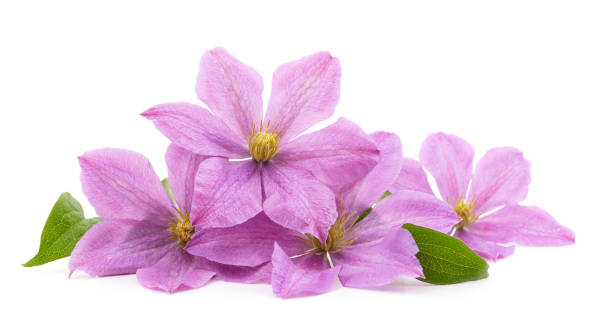 istock Purple clematis with green leaves. 1416484268