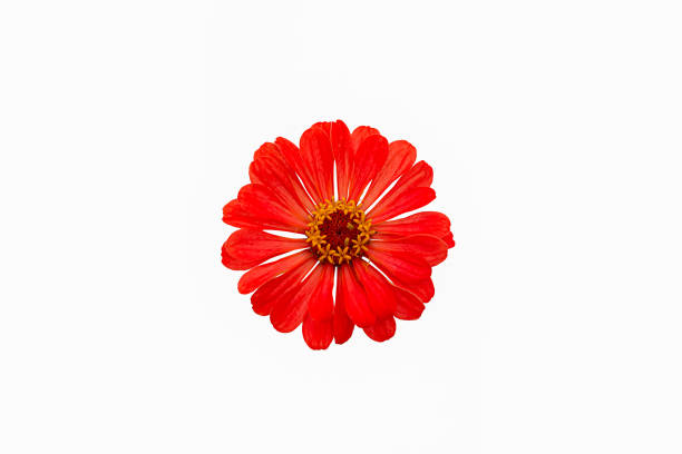 fiore rosso su sfondo bianco, isolato. una pianta da fiore. natura - 3119 foto e immagini stock