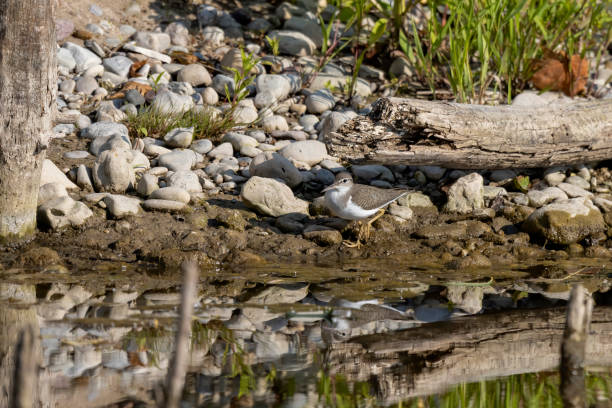 The spotted sandpiper (Actitis macularius), Non-breeding plumage The spotted sandpiper (Actitis macularius) looking for food on the river bank. green sandpiper tringa ochropus stock pictures, royalty-free photos & images