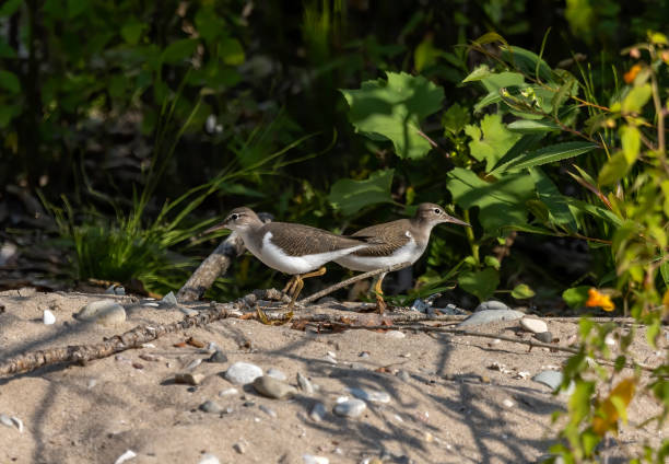 The spotted sandpiper (Actitis macularius), Non-breeding plumage The spotted sandpiper (Actitis macularius) looking for food on the river bank. green sandpiper tringa ochropus stock pictures, royalty-free photos & images