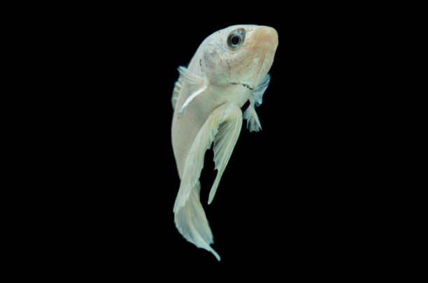 istock white platinum Betta fish, Siamese fighting fish,Betta splendens, on black background 1416495652