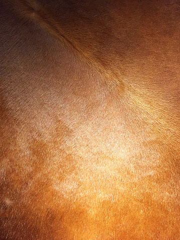 Full frame texture of cowhide background