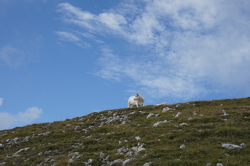 White cow in Hochschneeberg, Austria