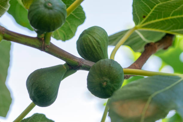 Close Up Figs On A Tree At Amsterdam The Netherlands Close Up Figs On A Tree At Amsterdam The Netherlands 20-8-2022 vijgenboom stock pictures, royalty-free photos & images
