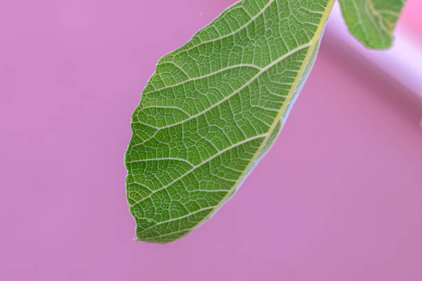 Close Up Leaf On A Fig Tree At Amsterdam The Netherlands Close Up Leaf On A Fig Tree At Amsterdam The Netherlands 20-8-2022 vijgenboom stock pictures, royalty-free photos & images