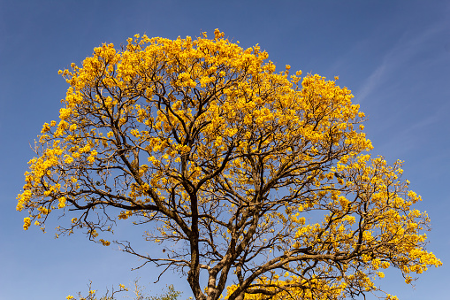Goiânia, Goias, Brazil – August 21, 2022: Detail of a flowering yellow ipê with blue sky in the background.
