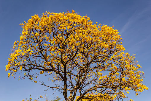 Falling oak leaves.