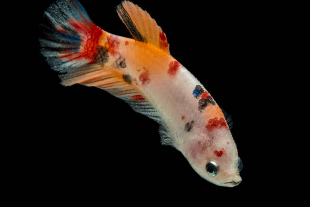istock colorful Betta fish Beautiful Siamese fighting fish, Fancy Betta splendens nemo on black background 1416503834