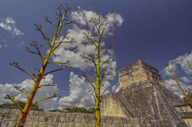 particular plant in chichen itza - museum complex the americas north america usa imagens e fotografias de stock