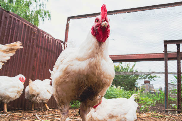 istock Chicken. Farming. Breeding chickens. Rooster close-up. 1416513686