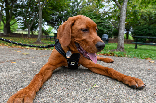Fox Red Labrador Retriever taking a rest from a walk in the park.