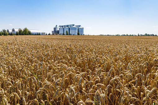 Ripening ears of meadow wheat field with agricultural silos granary towers in the background.