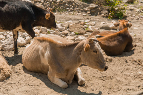 istock Cows are lying in the pasture 1416518722