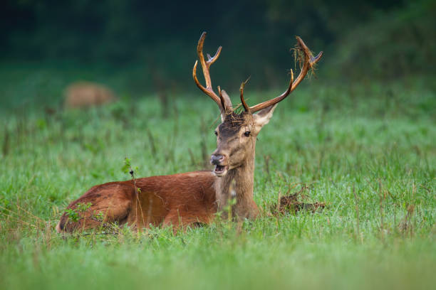 istock Red deer lying on green grassland in autumn nature 1416518783