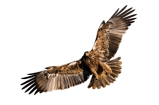 Eastern imperial eagle, aquila heliaca, in flight isolated on white background. Feathered predator with open wings cut out on blank. Hunter with beak in the air with copy space.