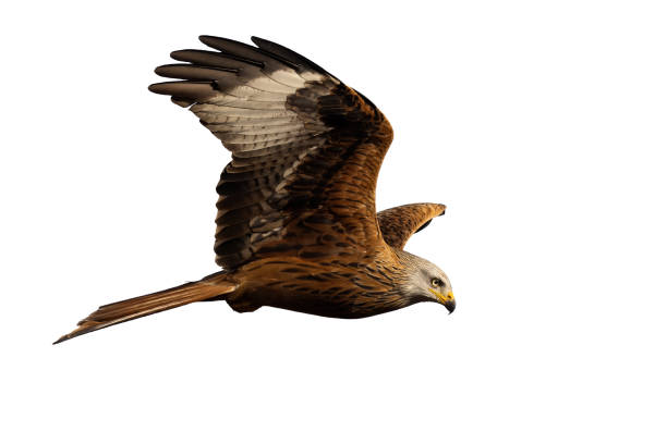istock Red kite flying in the air isolated on white background 1416522382