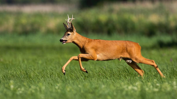 istock Roe deer running on flower field in summertime nature 1416522939