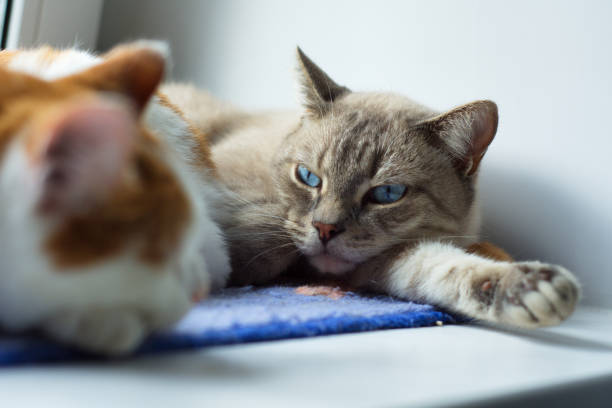 A big gray cat with blue eyes lies on the windowsill and looks out the window A big gray cat with blue eyes lies on the windowsill and looks out the window heart worm stock pictures, royalty-free photos & images