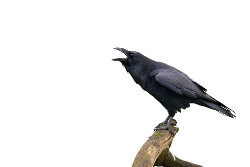 Common raven, corvus corax, calling on branch isolated on white background. Dark bird with open beak on bough with copy space. Black feathered animal screeching cut out on blank.