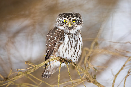 Eurasian pygmy owl, glaucidium passerinum, sitting on twig in winter nature. Brown and white bird looking to the camera on tree. Feathered animal watching on branch in snowy environment.