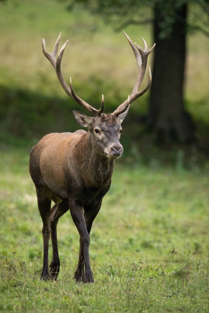 istock Red deer walking on grassland in autumn from front in vertical shot 1416524317
